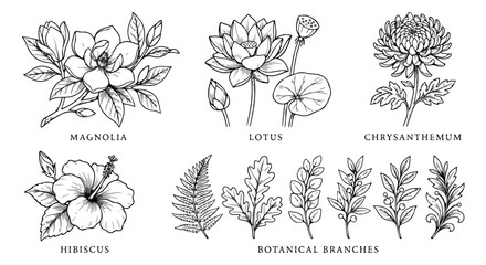 Vintage botanical flower sketches, magnolia lotus and chrysanthemum line art, hibiscus and botanical branches vector set for wedding invitations © chasad