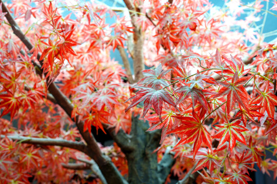 Close-up of a decorative red maple tree with vibrant star-shaped leaves and prominent white veins. Ideal for interior design, seasonal autumn themes, and artificial plant stock concepts.
