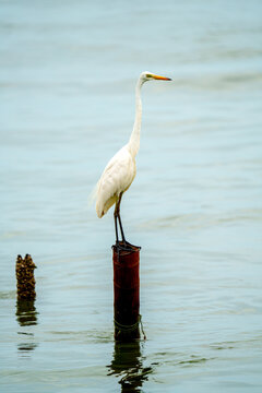 A Great Egret with white plumage and long neck stands gracefully on a wooden post in calm water. The bird is looking to the side in a serene natural wetland environment during daytime.