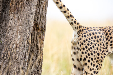 Cheetah scent marking beside a tree in the Masai Mara © mktuteja