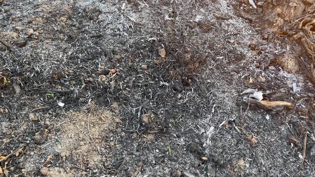 Macro Texture of Scorched Earth and Burnt Straw in Farmland