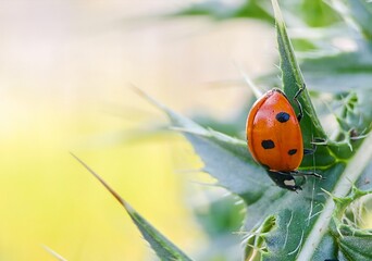 Detailed macro photo of a red ladybug on a prickly green leaf with soft natural bokeh and copy space.  © Oksana  Sukhoverko 