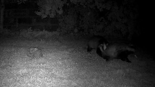 European Badgers in Nocturnal Territorial Mating Conflict with Intense Vocalisations