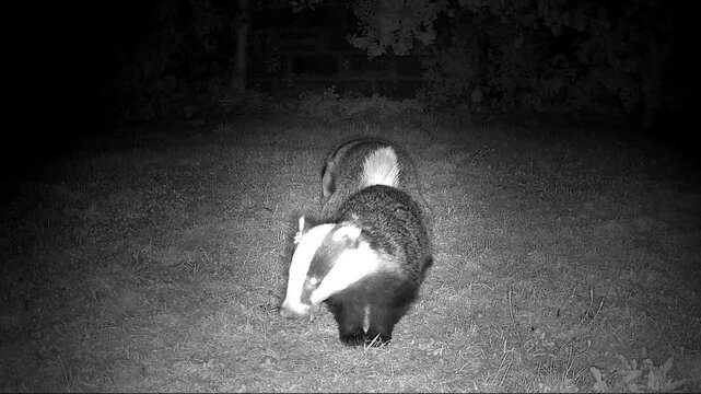 European Badgers in Nocturnal Territorial Mating Conflict with Intense Vocalisations