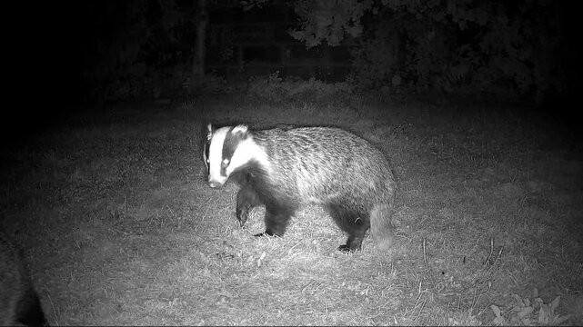 European Badgers in Nocturnal Territorial Mating Conflict with Intense Vocalisations