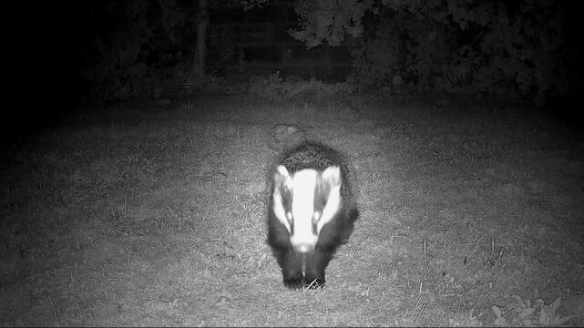 European Badgers in Nocturnal Territorial Mating Conflict with Intense Vocalisations