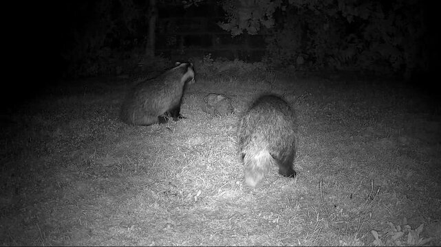 European Badgers in Nocturnal Territorial Mating Conflict with Intense Vocalisations