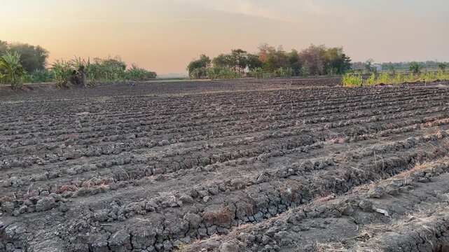 Perspective View of Ploughed Soil Beds for Onion and Rice Crop
