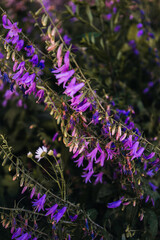 Obraz premium Bright violet purple flowers blooming in a lush garden, natural background with vibrant colors and fresh spring atmosphere