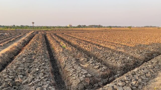 Prepared Agricultural Ridges for Sowing Red Onion and Rice