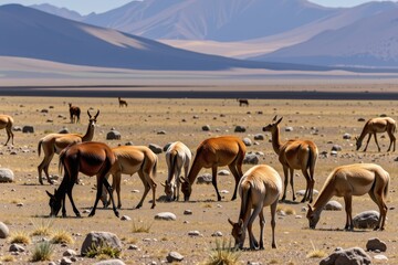 Obraz premium Vicuñas eat grass in vast, barren desert landscape under mountain backdrop