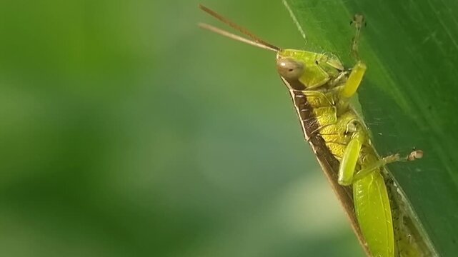 Macro Shot Grasshopper Eating Crop Leaf Agricultural Pest Concept 4K