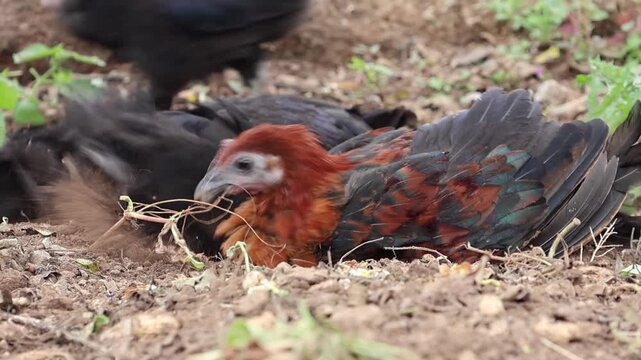 Reddish-Brown Chicken Dusting Feathers in Shallow Dirt Pit. A dynamic shot focusing on a young bird vigorously flicking dirt onto its back and wings during a relaxing afternoon dust bath.