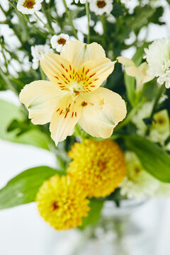 Macro shot of a yellow alstroemeria with red speckles, surrounded by yellow santini and white daisy chrysanthemums. Fresh floral arrangement on a light background.