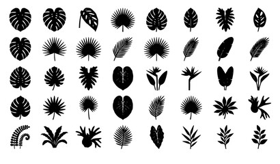 Black Tropical Leaf Silhouette Vector Set with Monstera Palm and Banana Foliage © Majadur