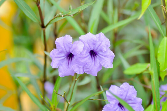 minnieroot ,Ruellia tuberosa L or popping pod or purple flower