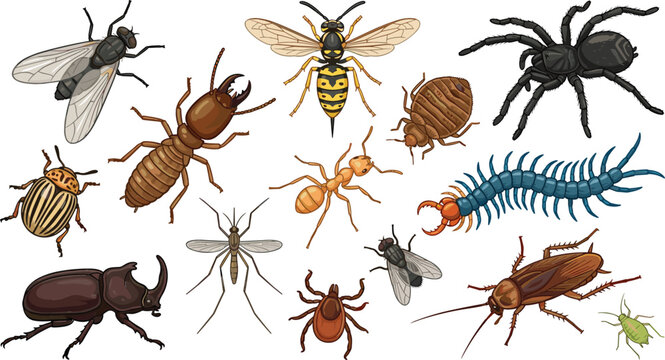 Common household insects and pest control vector icon set with spider cockroach mosquito termite and beetle species isolated on white background