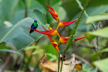 Crowned woodnymph or violet-crowned woodnymph hummingbird in Panama © Diana