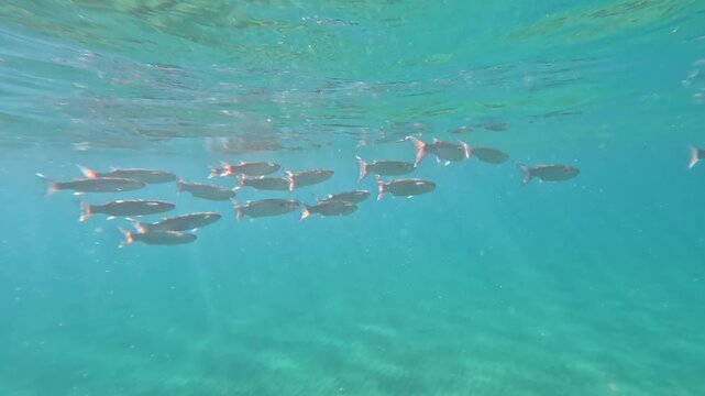 Group of fish swimming near sea surface lit by sunlight, sandy floor below, 2x slow motion snorkeling video