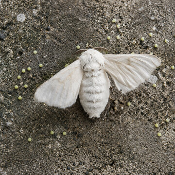 Silkworm Moth with Eggs on Ground Close Up