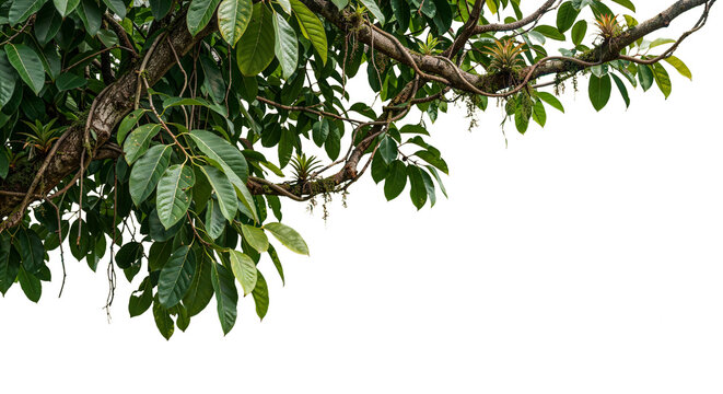 Branches in the foreground on a transparent background