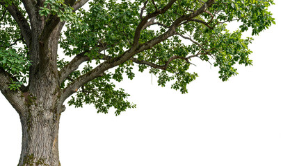 Fototapeta premium A big tree with wide-spreading branches on a transparent background