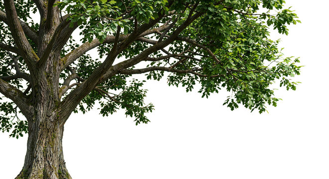 A big tree with wide-spreading branches on a transparent background