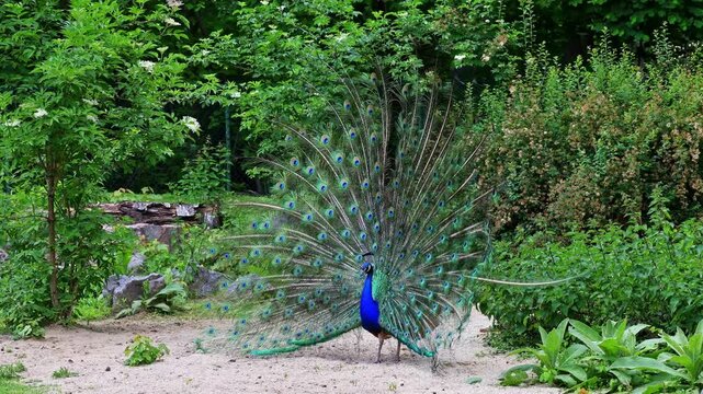 The Indian peafowl or blue peafowl, Pavo cristatus is a large and brightly coloured bird, is a species of peafowl native to South Asia, but introduced in many other parts of the world.