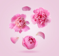 Fototapeta premium Beautiful peonies flying in air on pink background