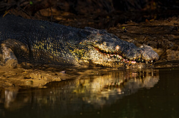 Fototapeta premium The saltwater crocodile is a crocodilian native to saltwater habitats, brackish wetlands and freshwater rivers from India's east coast across Southeast Asia and the Sundaland to northern Australia.
