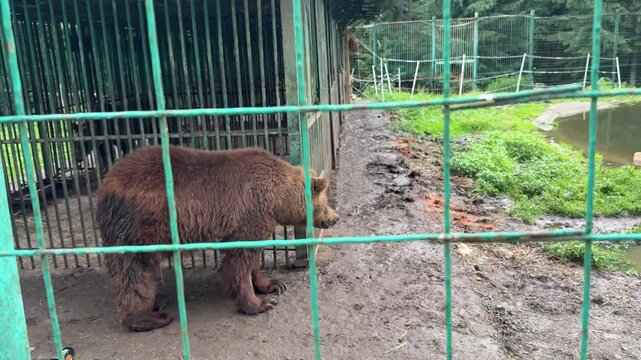 Brown Bear Standing Near Cage Behind Green Mesh Fence in Zoo Sanctuary