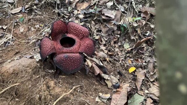 Wide angle shot of a fully bloomed giant Rafflesia arnoldii flower growing on the ground in a dense tropical jungle forest.