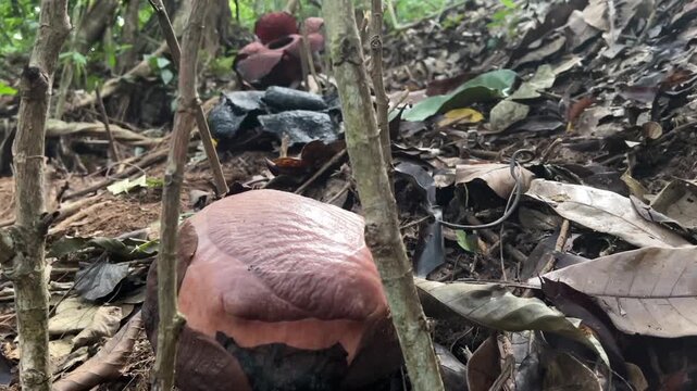 Unique shot showing three different stages of rare Rafflesia flower life cycle together: unopened bud in foreground, black decayed dead flower in middle, and fully bloomed flower in background.