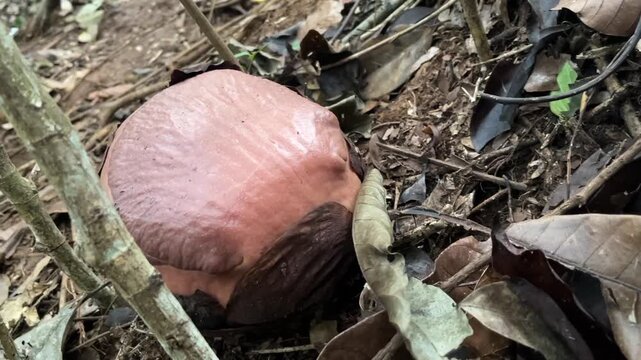 Detailed close up shot of a rare unbloomed Rafflesia arnoldii flower bud looking like a cabbage on the jungle floor of Sumatra tropical rainforest.