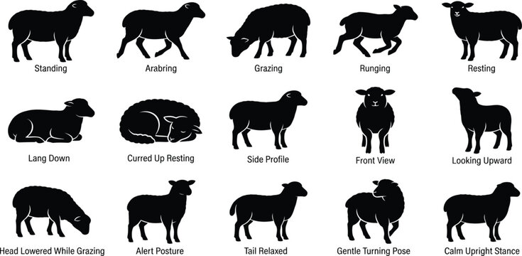 Sheep silhouette set, farm animal vector icons, standing, running, grazing, lying down, curled resting, front view, isolated white background, black design