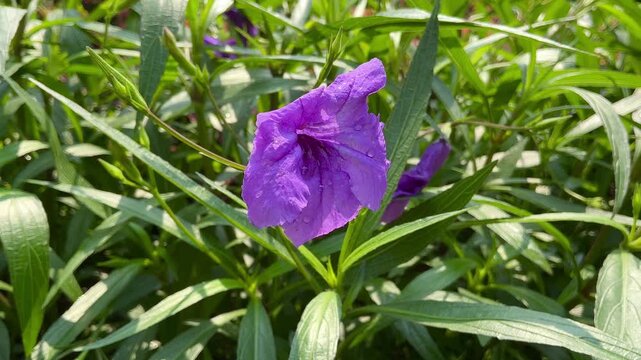 Cinematic 4K slow motion footage of a purple Ruellia simplex flower gently swaying in the breeze with water droplets on its petals. Lush green bokeh leaves in the background create a peaceful