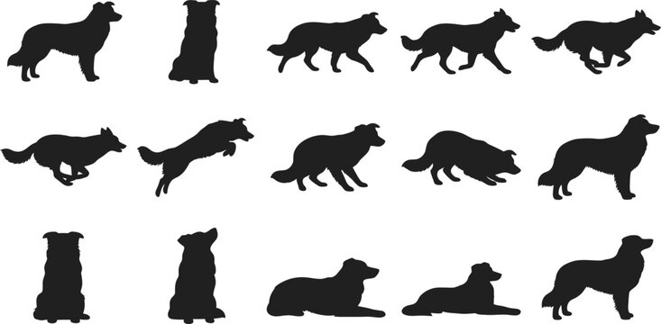 Border, Collie, dog, silhouette, vector, set, collection, standing, sitting, running, walking, pose, pet, canine, purebred, isolated, graphic, design, illustration, icon