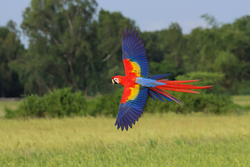 Fototapeta premium A beautiful scarlet macaw is flying over the green rice fields in the evening.