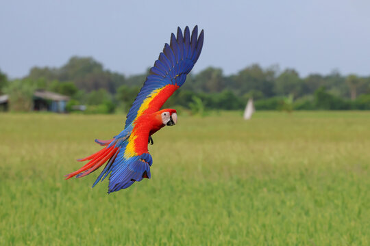 A beautiful scarlet macaw is flying over the green rice fields in the evening.
