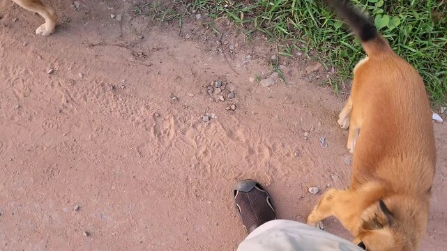 Playful Young Dogs Interacting with Person on Dirt Road in Siem Reap Cambodia