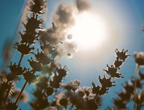 Lavendelbl&uuml;ten in der Nachmittagssonne