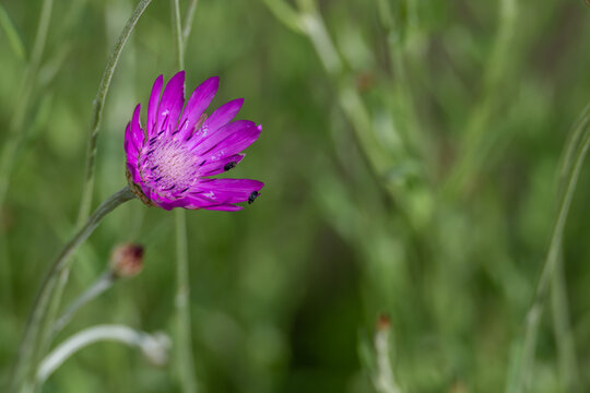 Beautiful light purple strawflower with two black beetles.