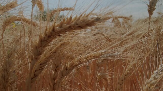 Camera Moves Back Among Ripe Ears Of Wheat. Ukrainian wheat grain. 