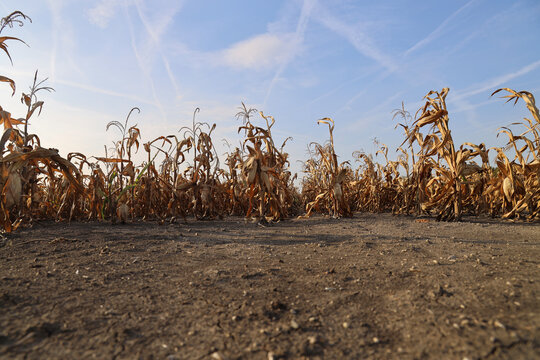 drought close up Agricultural dried corn plantation drought; concept of drought climate impact on agriculture Severe drought crop failure concept dry parched earth in a dead agricultural field Sky