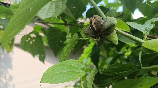 Ripening Sacha Inchi Fruit on Vine in Tropical Garden