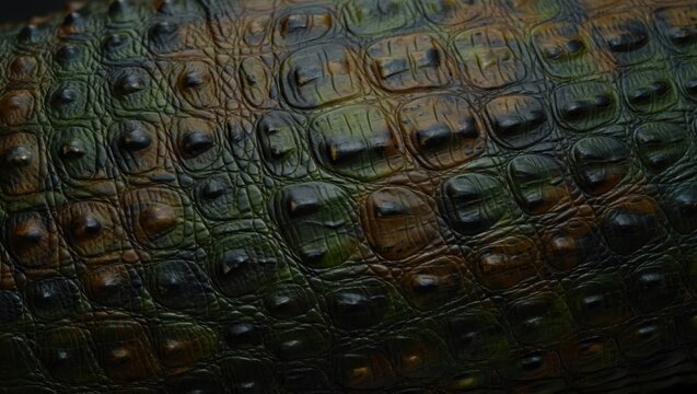 Rugged Armored Scutes Of A Wild Reptilian Predator