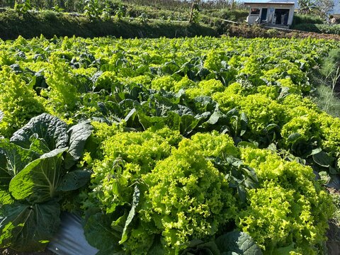 Lush green agricultural field intercropped with fresh lettuce and cabbage crops growing under bright sunlight, highlighting sustainable farming practices.