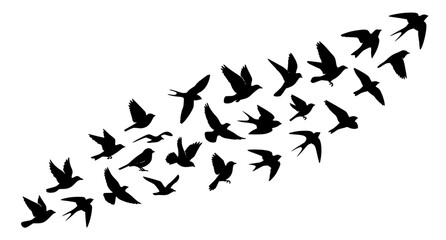 Fototapeta premium Flying Bird Flock Silhouette Vector Collection with Realistic Birds in Different Flight Poses Isolated on White Background