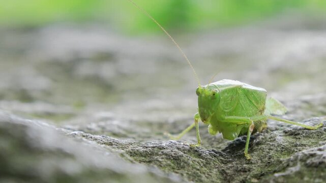 A katydid missing its lower body and two legs is crawling on a rock.