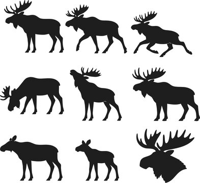 Premium moose deer silhouette vector set featuring multiple poses, bold antlers, and clean lines. Perfect for logos, apparel, decals, stickers, wildlife branding, and commercial design.